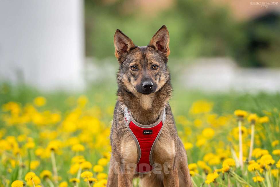 Собаки в Москве: Тесса - маленький комочек трепетной любви Девочка, Бесплатно - фото 4