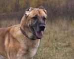 Собаки в Видном: Варох, 3 года, метис алабая Мальчик, Бесплатно - фото 4