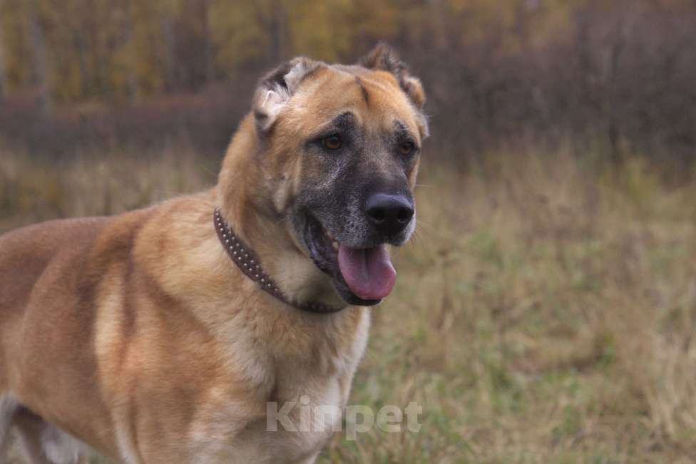 Собаки в Видном: Варох, 6 лет, метис алабая Мальчик, Бесплатно - фото 4
