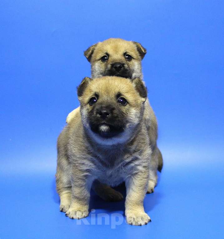 Собаки в Москве: Щенки Мальчик, Бесплатно - фото 2