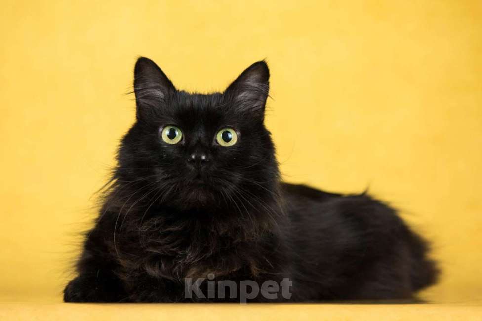 Кошки в Москве: Кошечка Манюня ищет дом Девочка, 1 руб. - фото 4