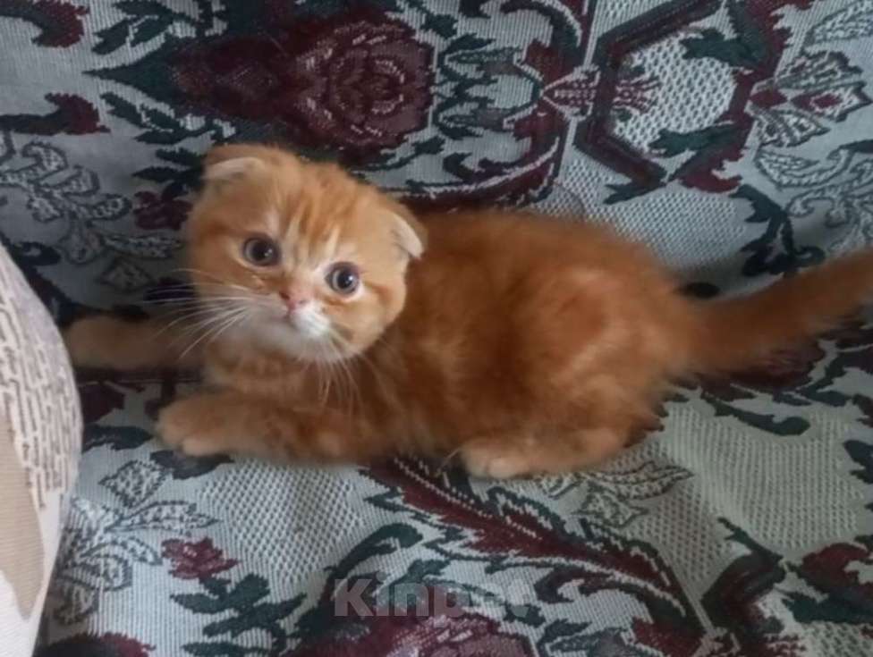 Кошки в Пскове: Шотландские котята Девочка, 15 000 руб. - фото 5