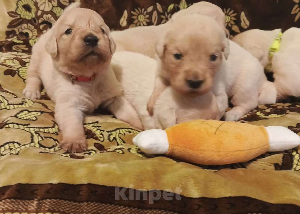 Собаки в Казани: Щенки Золотистого ретривера Мальчик, 40 000 руб. - фото 6