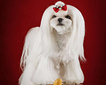 Собаки в Москве: Вязка с Мальтезе Корея Мальчик, 25 000 руб. - фото 2
