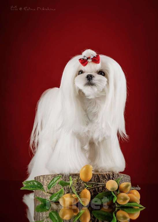 Собаки в Москве: Вязка с Мальтезе Корея Мальчик, 25 000 руб. - фото 2