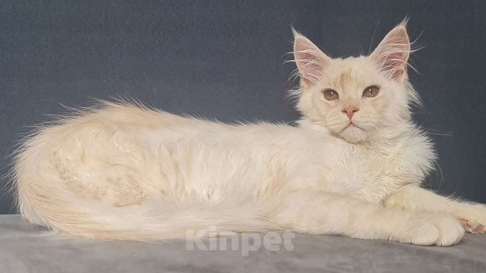 Кошки в других городах Ярославской области: Котята Мейн кун Мальчик, Бесплатно - фото 2