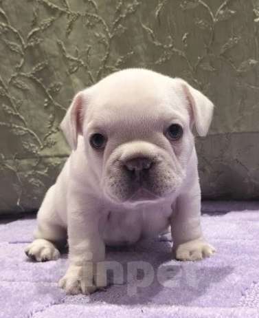 Собаки в Москве: Кремовый мальчишка Мальчик, 60 000 руб. - фото 2