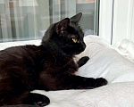 Кошки в Москве: Черная кошка - крошка Багира в добрые руки Девочка, Бесплатно - фото 7