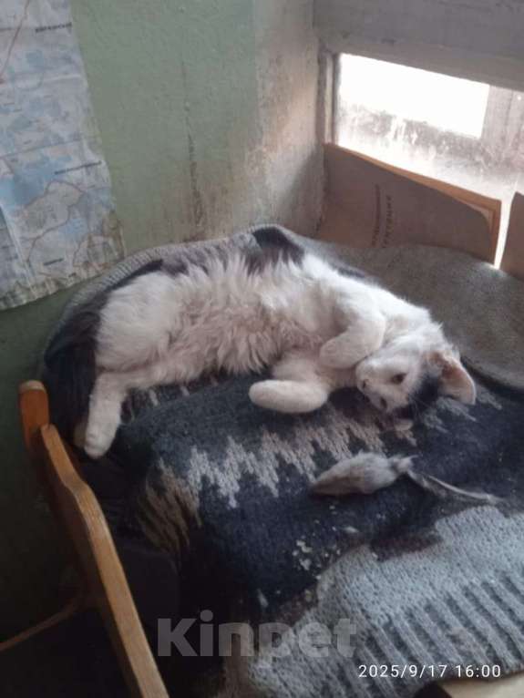 Кошки в Москве: ФИЛИМОН Мальчик, Бесплатно - фото 3