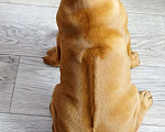 Собаки в Кумертау: Щенок родезийского риджбека Девочка, 90 000 руб. - фото 2