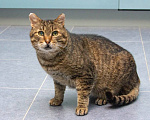 Кошки в Мытищах: Мистер Кот ищет дом! Мальчик, Бесплатно - фото 3