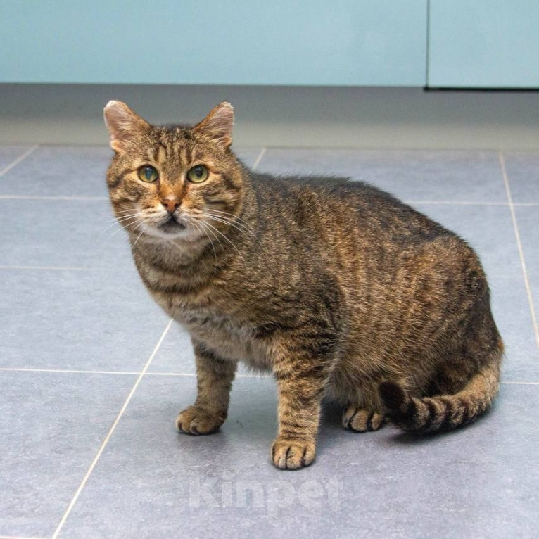 Кошки в Мытищах: Мистер Кот ищет дом! Мальчик, Бесплатно - фото 3