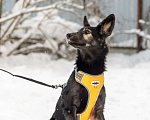 Собаки в Химках: Метис овчарки в поиске своего дома Мальчик, Бесплатно - фото 5