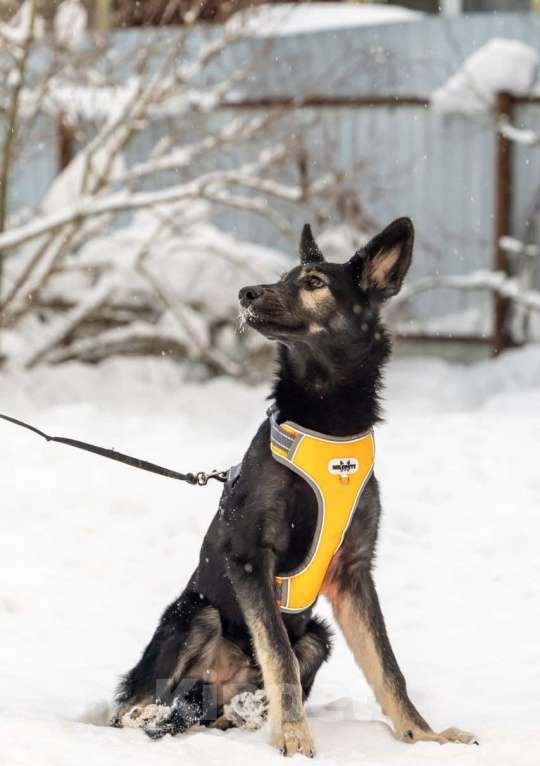 Собаки в Химках: Метис овчарки в поиске своего дома Мальчик, Бесплатно - фото 5