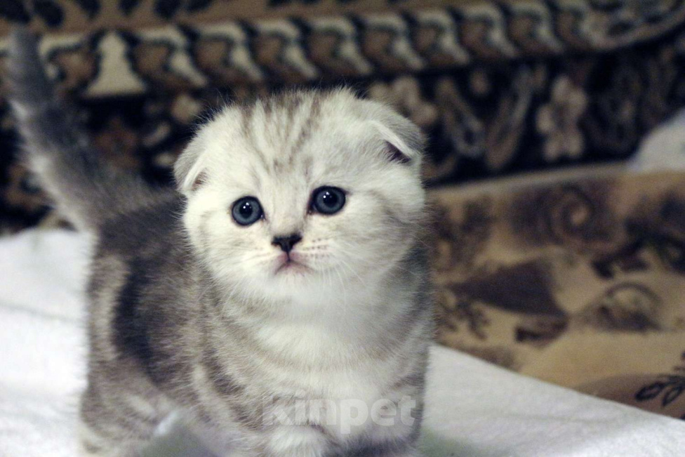 Кошки в Москве: Купить Шотландского Вислоухого или Прямоухого Котёнка в Москве в Питомнике кошек «SILVER SHARM» Девочка, 30 000 руб. - фото 2