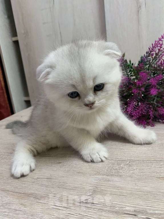 Кошки в Новосибирске: серебристый мальчик  Мальчик, 10 000 руб. - фото 3