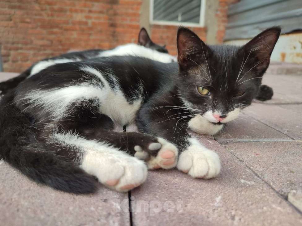 Кошки в Москве: Чери Девочка, Бесплатно - фото 6