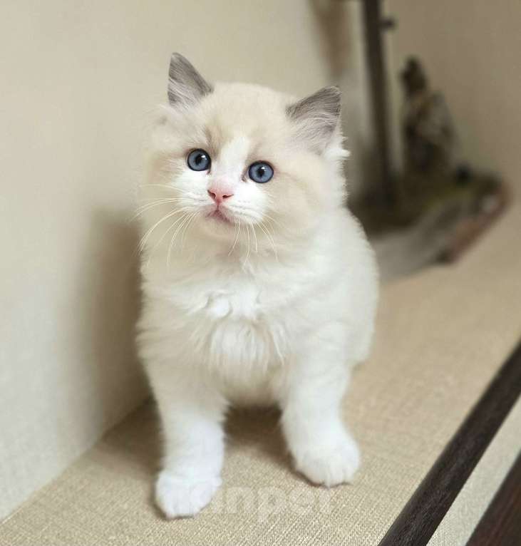 Кошки в других городах Тульской области: IRBIS Casteldolls  Мальчик, Бесплатно - фото 1