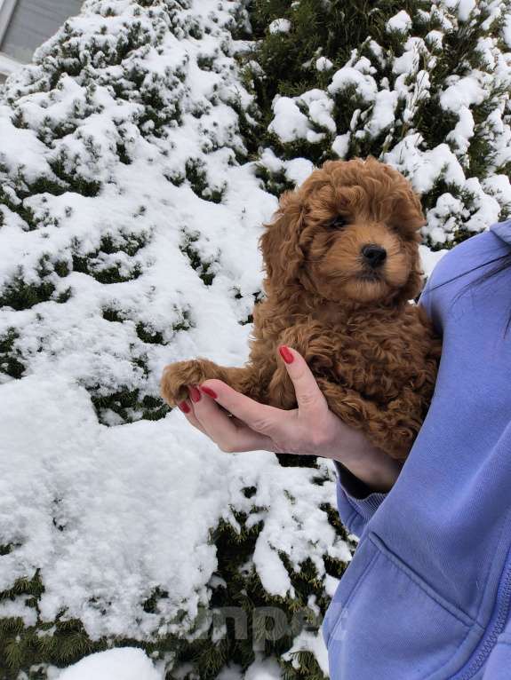 Собаки в Пушкино: Девочка той пуделя  Девочка, 75 000 руб. - фото 1