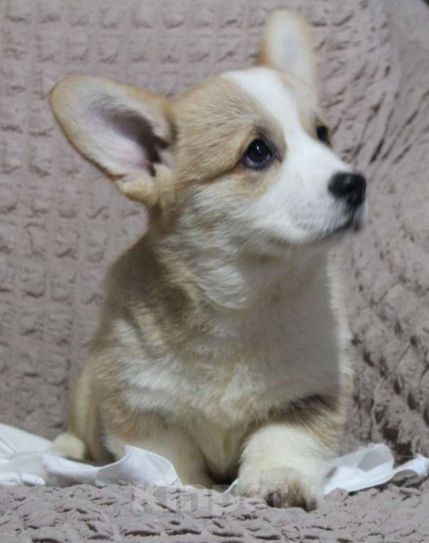 Собаки в Армавире: мальчик  корги пемброк Мальчик, 45 000 руб. - фото 4