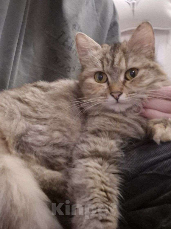 Кошки в Одинцово: Мурка-кошка,которую предали,но она все еще верит в любовь Девочка, Бесплатно - фото 1