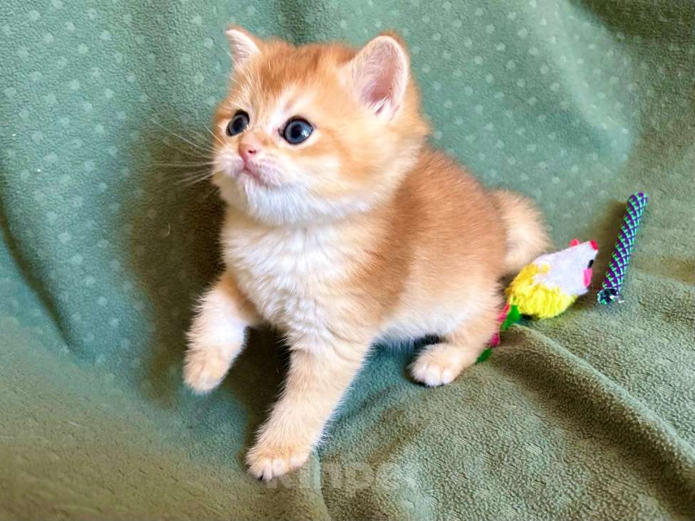 Кошки в Москве: Плюшевая золотая шиншилла Девочка, 41 000 руб. - фото 4