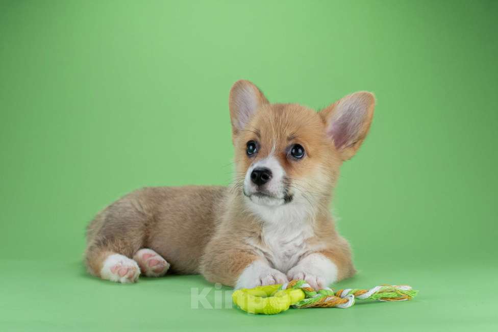 Собаки в Москве: Щенок вельш-корги девочка Девочка, 65 000 руб. - фото 3