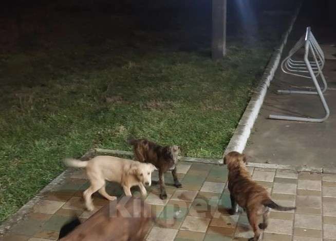 Собаки в других городах Краснодарского края: Щенки в добрые руки Девочка, Бесплатно - фото 1