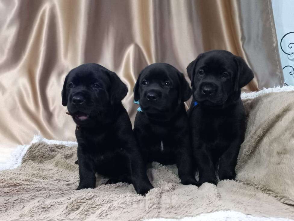 Собаки в Кирове: щенки лабрадора ретривера Мальчик, 40 000 руб. - фото 2