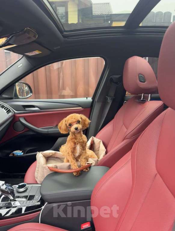 Собаки в Санкт-Петербурге: Мальтипу f1 Мальчик, 150 000 руб. - фото 2