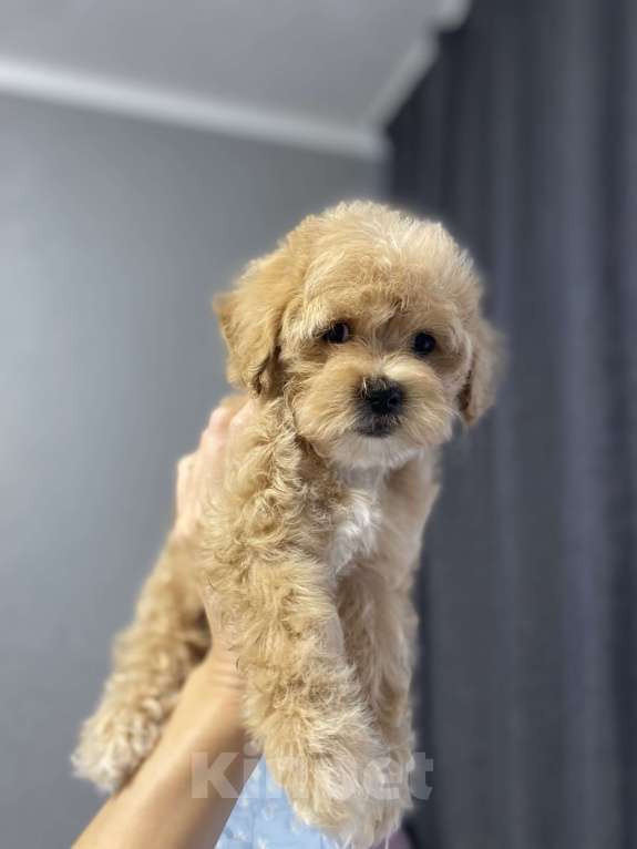 Собаки в Воронеже: Девочка мальтипуf1  Девочка, 80 000 руб. - фото 2