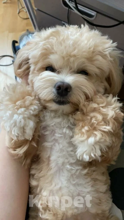 Собаки в Москве: Продаю собаку мальтипу f1 мини Мальчик, Бесплатно - фото 2