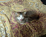 Кошки в Перми: Котёнок ищет любящих хозяев  Девочка, Бесплатно - фото 1