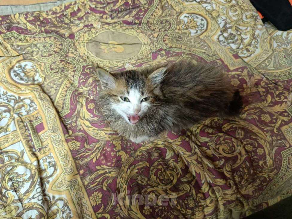 Кошки в Перми: Котёнок ищет любящих хозяев  Девочка, Бесплатно - фото 1