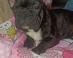 Собаки в Хадыженске: Мальчик Французский бульдог РКФ  Мальчик, Бесплатно - фото 9