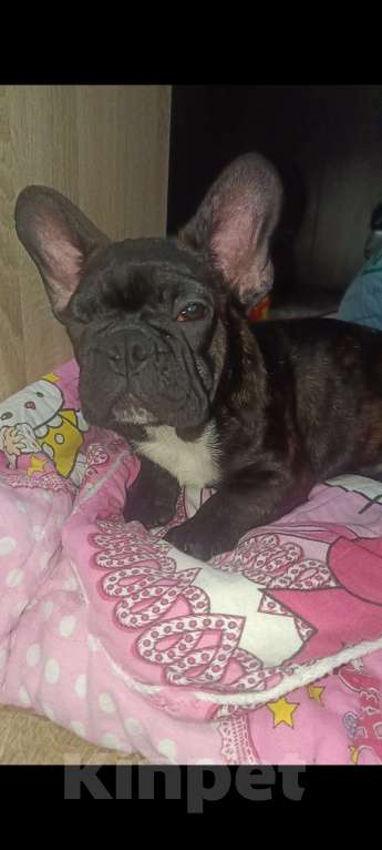 Собаки в Хадыженске: Мальчик Французский бульдог РКФ  Мальчик, Бесплатно - фото 9