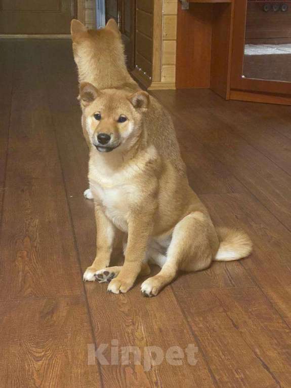Собаки в Москве: Сиба ину девочка с документами РКФ Девочка, 70 000 руб. - фото 3