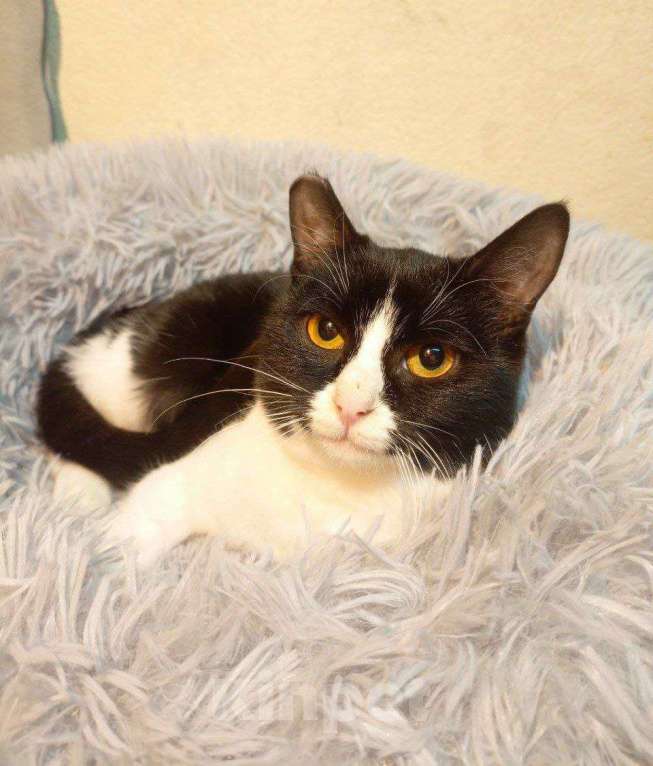 Кошки в Москве: котенок Софи ищет дом Девочка, Бесплатно - фото 2