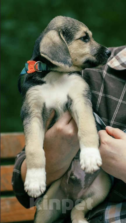 Собаки в Москве: 🐶 Рокки в поисках своих МамПап! 🐶 Мальчик, Бесплатно - фото 3