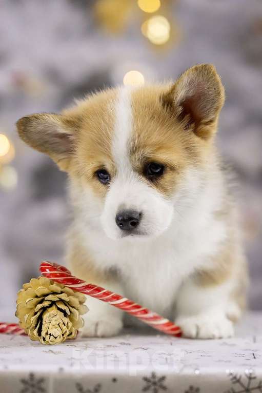 Собаки в Раменском: Вельш корги пемброк  Мальчик, Бесплатно - фото 2