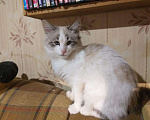 Кошки в Армавире: Кроха 3 мес стерилизована, привита, Бесплатно - фото 2