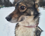 Собаки в Москве: Скромница Лесси ищет новый дом Девочка, Бесплатно - фото 2