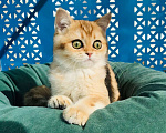 Кошки в Санкт-Петербурге: котик в золотой шубе Мальчик, 50 000 руб. - фото 1