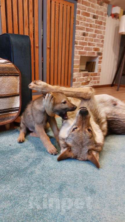 Собаки в Москве: Щенок чехословацкий влчак  Девочка, Бесплатно - фото 3