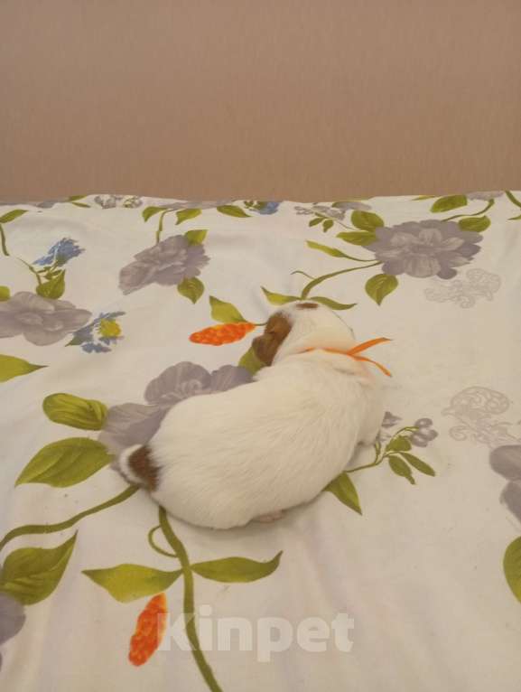 Собаки в Дмитрове: Девочка Девочка, 30 000 руб. - фото 3