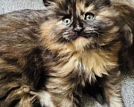 Кошки в Москве: Котята Мейн Кун Девочка, 25 000 руб. - фото 2