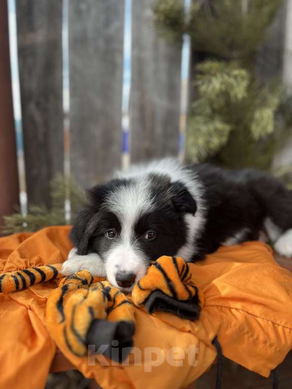 Собаки в других городах Алтайского края: Щенки породы Бордер Колли (д/ш) Мальчик, 130 000 руб. - фото 3