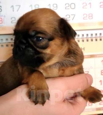 Собаки в Москве: рыжий мальчик пти брабансона Мальчик, 45 000 руб. - фото 4