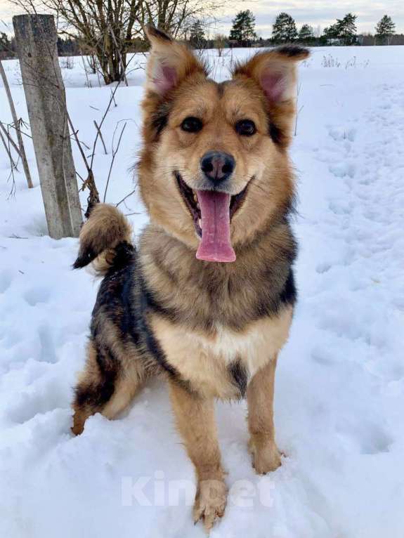 Собаки в других городах Московской области: Диггер Мальчик, Бесплатно - фото 1