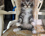 Кошки в Москве: Котята мейн-кун Девочка, 40 000 руб. - фото 1
